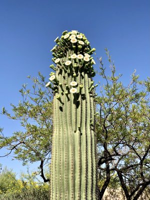 Arizona Cactus 