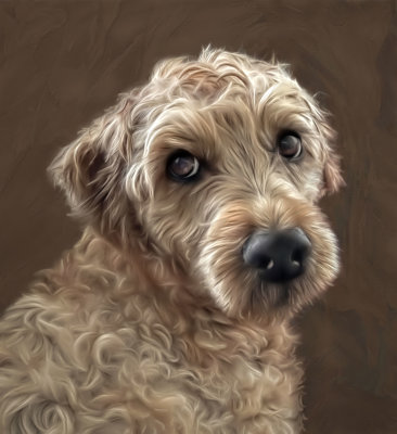 Curly Hazel-LG.jpg