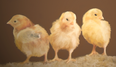 Chicks