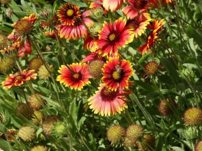 1000-Flowers by Fay.jpg