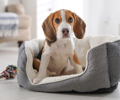 Beagle_Puzz_1000.jpg
