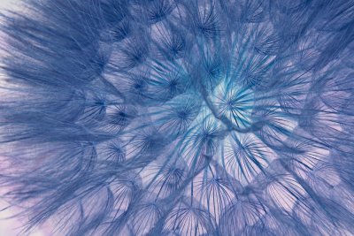 Dandelion_PB_1000.jpg