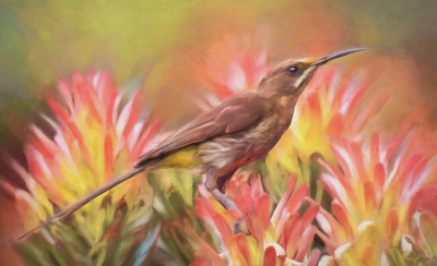 Sugar Bird painting