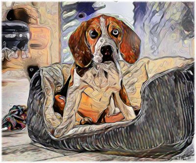 Dog