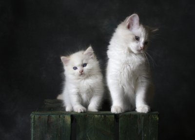 White Kittens_PB_1000.jpg