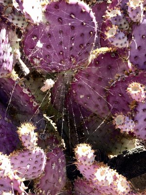 Spiders Web on Cactus 