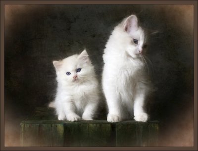 Kittens