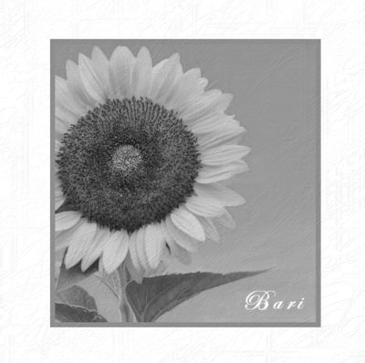 Sunflower in Gray