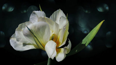 5 - tulip-5056803 b.jpg
