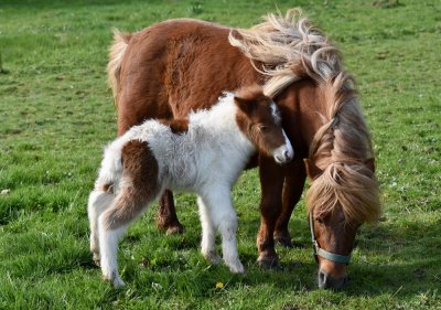 Shetland Ponies_PB_1000.jpg