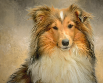 Collie Painting