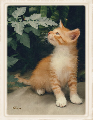 Being a Kitten