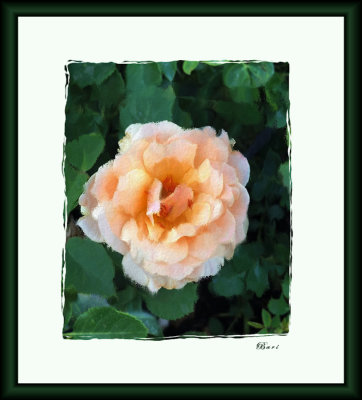 A Luscious Rose