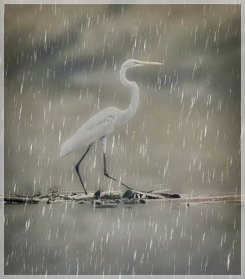 The Egret 