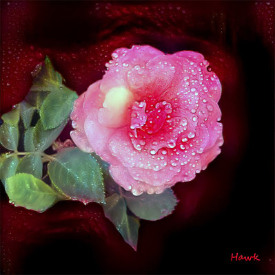 Rosey