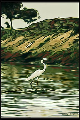 Egret at the Pond