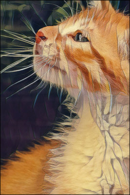 kitty