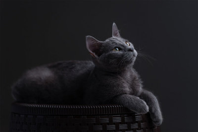 6 - russian blue2 b.jpg