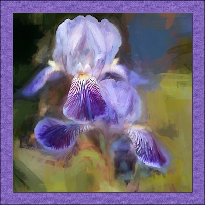 Bearded Iris