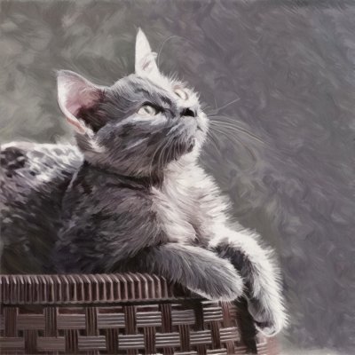 Russian Blue 
