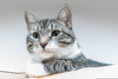 Cat_PB_1000.jpg