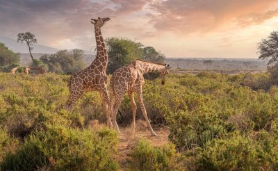 Giraffes_PB_1000.jpg
