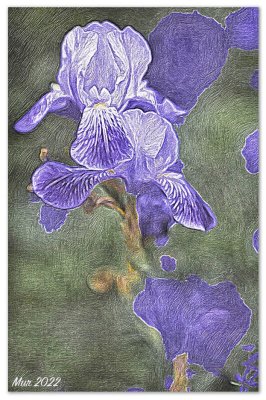 My Favorite iris