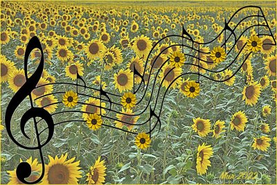 Music of the Sunflowers