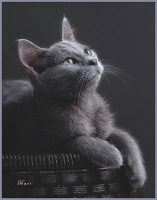 Russian Blue Kitty