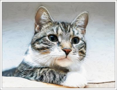 The Cat