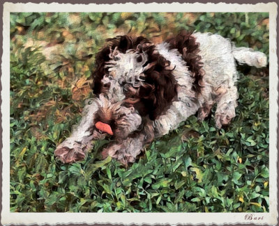Paulie Pup