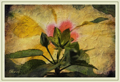 Hibiscus in Oil