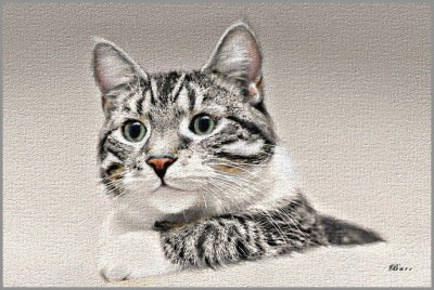 Tabby Once Again