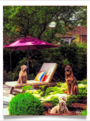 Pups at Play