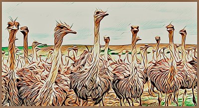 Ostrich Gathering