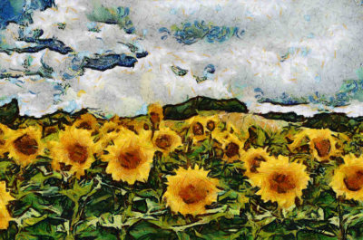  Sunflowers 