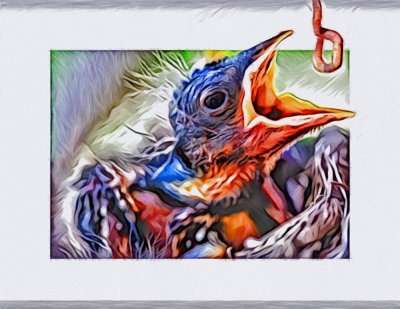 Terrys Baby Robin 