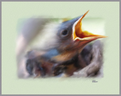 Baby Bird
