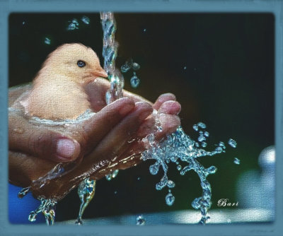 Bathing Little Chickie