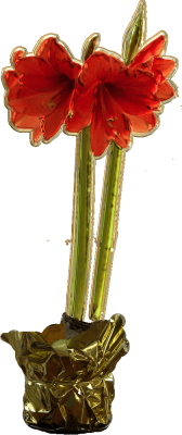 Amaryllis extracted rs.png