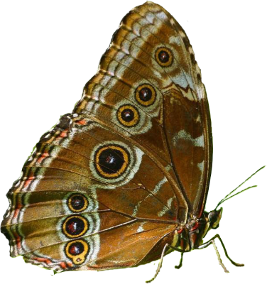 bButterfly extracted rs.png