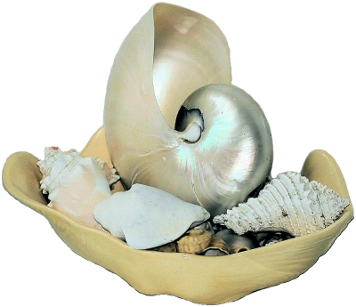 Shell Still Life extracted rs.png
