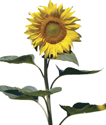 sunflower rs.png