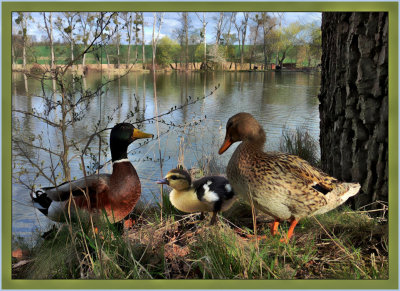 Duck Familly.jpg