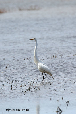 Grande Aigrette - Great Egret