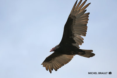 Urubu  tte rouge - Turkey Vulture