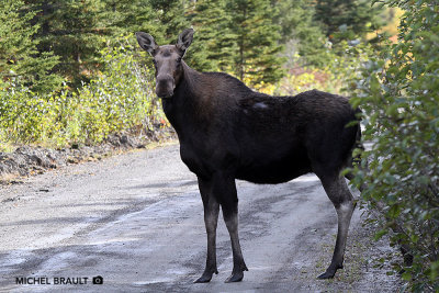 Orignal - Moose