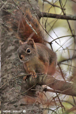 cureuil roux - American Red Squirrel