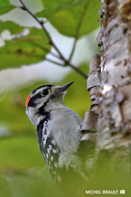 Pic Mineur - Downy Woodpecker