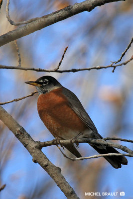 Merle d'Amrique - American Robin